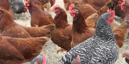 الفراخ في السوق اليوم.. نشرة أسعار الدواجن من التجار والمزارع