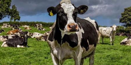 «يهدد الاقتصاد الريفي».. ماهو فيروس اللسان الأزرق الذي أثار قلق في إيرلندا الشمالية؟