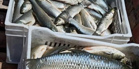 أسعار الأسماك الطازجة بأسواق الوادي الجديد