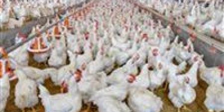 أسعار الدواجن اليوم.. تراجع جديد في الفراخ البيضاء والكيلو يسجل 57 جنيها