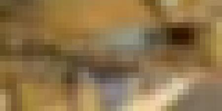 الجزائر نائب رئيس اللجنة الدائمة لحقوق المؤلف بالمنظمة العالمية للملكية الفكرية