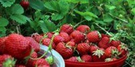 الصناعات الغذائية: من المتوقع وصول حجم صادرات الفراولة لـ 750 مليون دولار