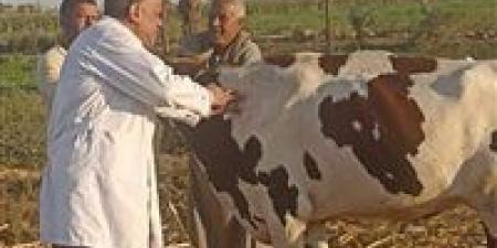 تحصين قرابة 136 ألف رأس ماشية في أسيوط