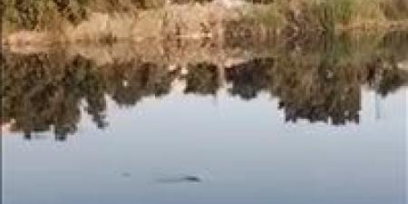 فيديو متداول يرصد تمساحاً داخل مصرف مائي بالشرقية