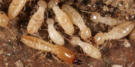 خطر النمل الأبيض يزداد في الأقصر.. هل هو سبب انهيار منازل قرية الدير؟