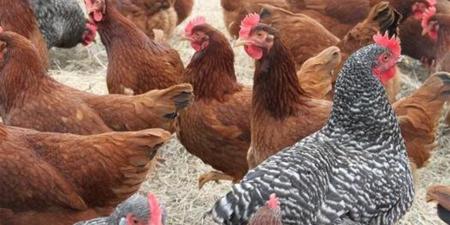 أسعار الفراخ الأبيض والبلدي والساسو اليوم الثلاثاء في مصر