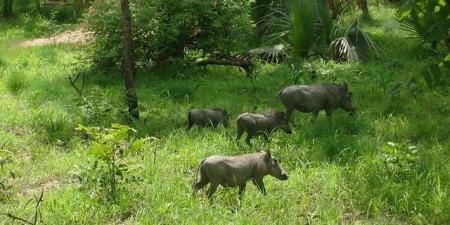 السنغال Vs بوتسوانا.. أماكن تراثية بالدولتين ضمن قائمة اليونسكو