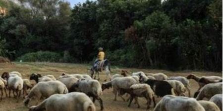 بعد ارتفاع الطلب عليها.. هكذا أصبحت أسعار المواشي قبيل العيد