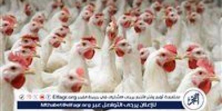 أسعار الدواجن اليوم الخميس في أسواق محافظة الغربية