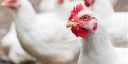 هبوط كبير في أسعار الدواجن والبيض بالأسواق اليوم الخميس
