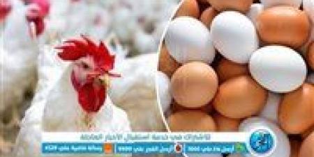 أسعار البيض اليوم الخميس في محافظة الغربية