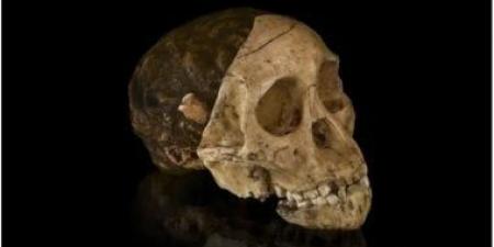 جمجمة "طفل تاونغ" المكتشفة عام 1924 تثبت أن أفريقيا مهد البشرية