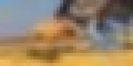 استيراد 1.15 مليون طن من الذرة