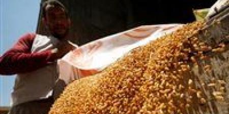 مصر تستورد 12.3 مليون طن قمح في 2025 رغم تراجع الحكومة 30%