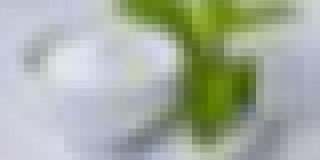 سكر طبيعي جديد بديل للابيض دون أضرار على المرضى