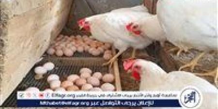 بورصة الدواجن.. أسعار الفراخ البيضاء اليوم الاربعاء 31-12-2025 في قنا