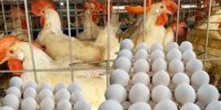 ارتفاع مفاجئ في أسعار الدواجن اليوم الخميس أول أيام العام الجديد (تحديث)