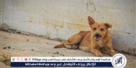 تحصين وتعقيم 1296 كلبًا ضالًا خلال شهر لمواجهة الظاهرة في الجيزة