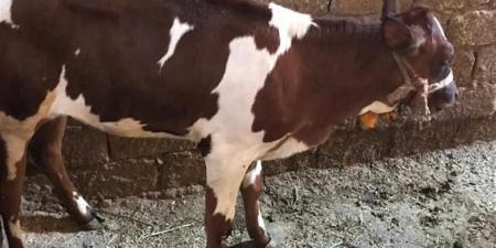 "بيطري كفر الشيخ": تنفيذ 4218 حالة تلقيح اصطناعي للماشية خلال مارس