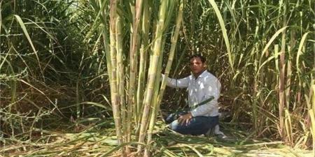 "زراعة قنا" تكثف جولاتها الميدانية لمتابعة توريد القصب