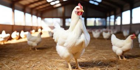 أسعار الفراخ والبيض اليوم في مطروح 3 أبريل 2026.. استقرار ملحوظ في الأسواق