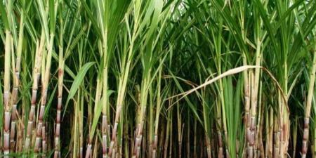 تجهيز محطتين لتطوير الري الحقلي لخدمة مزارعي قصب السكر بقنا