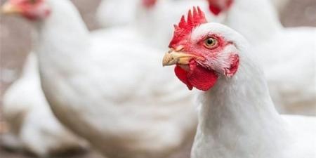 سعر الفراخ اليوم السبت 4 أبريل 2026 في بورصة الدواجن