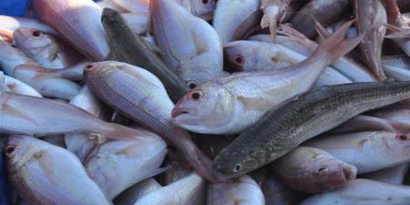 أسعار الأسماك الطازجة والمجمدة والمملحة فى أسواق محافظة البحيرة اليوم