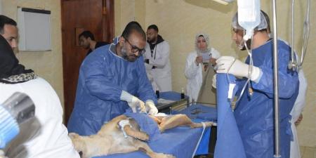 بدء تنفيذ بروتوكول متكامل للتعامل الحضاري مع الكلاب الضالة بمدينة السادات