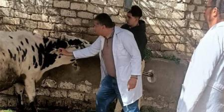 "الزراعة": تحصين 2.1 مليون رأس ماشية ضمن الحملة القومية ضد الجلد العقدي