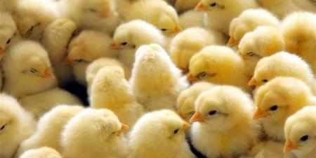 أسعار الكتاكيت والبط والرومي اليوم في أسواق الدقهلية