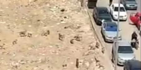 رصدتها كاميرات المراقبة.. أول صورة لمطاردة الكلاب الضالة لطفل السويس