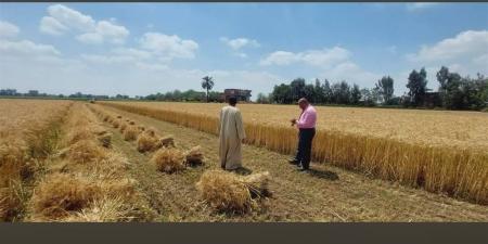 الذهب الأصفر يعلن انطلاق موسم الحصاد من برهيم.. وبشائر إنتاجية مرتفعة بمحصول القمح في منوف