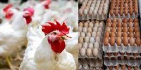 أسعار الدواجن تتحرك.. الفراخ البيضاء في البورصة والأسواق