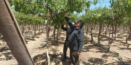 متابعة مكثفة لمزارع العنب والزيتون بالسادات.. وزراعة المنوفية: الحالة العامة مبشرة