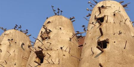 نسناس على السطوح.. مفاجأة صادمة في برج الحمام (فيديو)