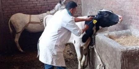 "بيطري السويس" ينفذ أعمال تحصين وتقصي.. وتواصل جهود تجريع الأغنام والماعز بالقليوبية