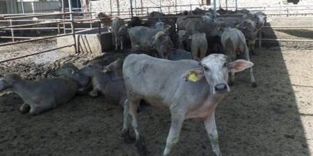 حملات تفتيشية موسعة لمنع ذبح البتلو وحماية الثروة الحيوانية بالمحافظات