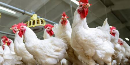 أسعار الدواجن في أسواق محافظة الغربية اليوم الجمعة 17 إبريل 2026