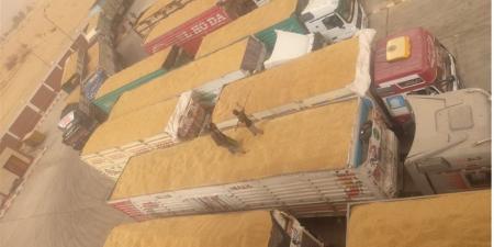 توريد أكثر من 11.4 ألف طن قمح بالوادي الجديد وتيسيرات لدعم المزارعين