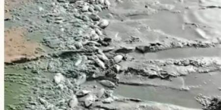 السلطات السودانية تكشف أسباب نفوق أعداد ضخمة من الأسماك فى بحيرة النوبة