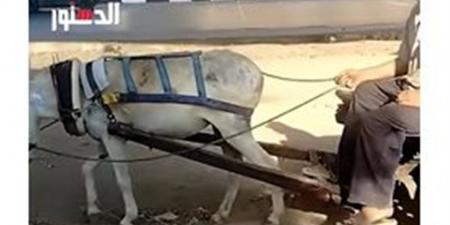 طوق مبطن بدل الحديد.. مبادرة رائعة للرفق بالحيوانات الأليفة (فيديو)