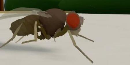 العلماء يدخلون دماغ ذبابة فى الذكاء الاصطناعى ويتطلعون للعقل البشرى