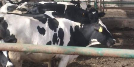 الزراعة: تحصين أكثر من 3 مليون رأس ماشية ضمن الحملة القومية ضد الجلد العقدي وجدري الأغنام