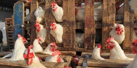 أسعار الفراخ البيضاء اليوم الثلاثاء 21 أبريل 2026 وفقًا لبورصة الدواجن