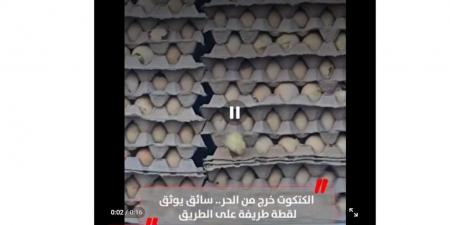 الكتكوت خرج من الحر.. سائق يوثق لقطة طريفة على الطريق (فيديو)