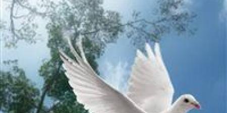 مش خيال علمي..روسيا تحول الحمام الي طائرات مسيرة.. القصة كاملة؟