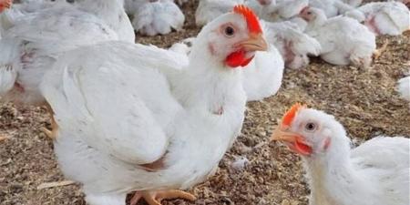 أسعار الدواجن اليوم في الأسواق والمزارع.. قائمة الأنواع والتفاصيل
