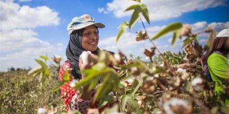 أسعار القطن اليوم السبت 25 أبريل 2026