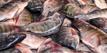 أسعار السمك اليوم الأحد 26 أبريل 2026 في الأسواق المصرية
